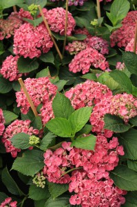Hortensja ogrodowa (Hydrangea macrophylla) Hopcorn c3 zdjęcie 7