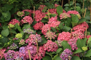 Hortensja ogrodowa (Hydrangea macrophylla) Hopcorn c3 zdjęcie 8