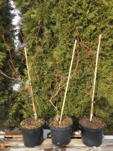 Dereń pagodowy (Cornus controversa) Variegata c4 zdjęcie sadzonki