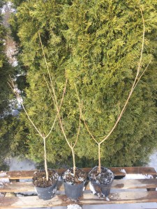 Dereń kousa (Cornus kousa) Satomi c2 zdjęcie sadzonki