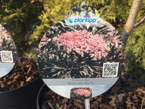 Bez czarny (Sambucus nigra) Black Lace c3 zdjęcie 8