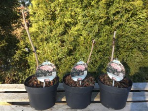 Bez czarny (Sambucus nigra) Black Lace c3 zdjęcie sadzonki