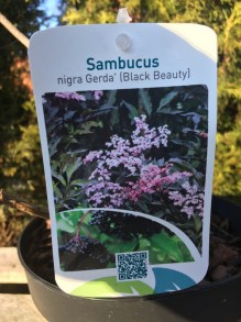 Bez czarny (Sambucus nigra) Black Beauty syn. Gerda c3 zdjęcie 7