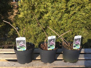 Bez czarny (Sambucus nigra) Black Beauty syn. Gerda c3 zdjęcie sadzonki
