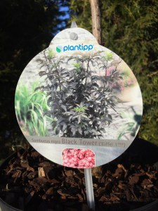 Bez czarny (Sambucus nigra) Black Tower c3 zdjęcie 7