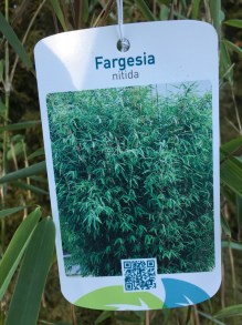 Bambus mrozoodporny (Fargesia nitida) Fargezja lśniąca c3 zdjęcie 3