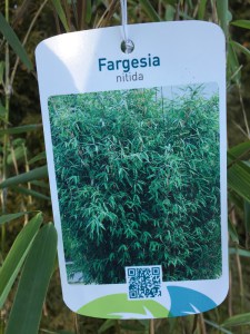 Bambus mrozoodporny (Fargesia nitida) Fargezja lśniąca c3 zdjęcie 3