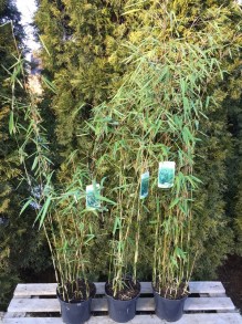 Bambus mrozoodporny (Fargesia nitida) Fargezja lśniąca c3 zdjęcie sadzonki