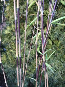 Bambus mrozoodporny (Fargesia nitida) Fargezja lśniąca c3 zdjęcie 5