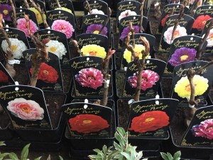 Piwonia drzewiasta (Paeonia suffruticosa) odm. biała zdjęcie sadzonki 1