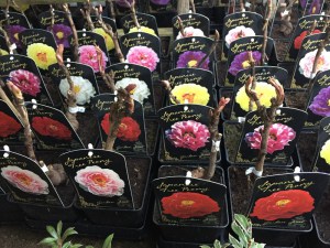 Piwonia drzewiasta (Paeonia suffruticosa) odm. biała zdjęcie sadzonki 2