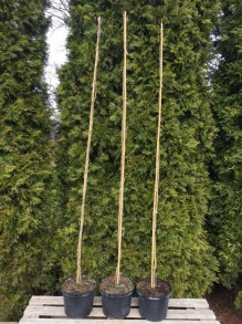 Grujecznik japoński (Cercidyphyllum jap.) Pendulum zdjęcie sadzonek