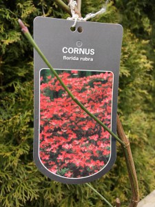 Dereń kwiecisty Rubra (Cornus florida rubra) c2 zdjęcie 9