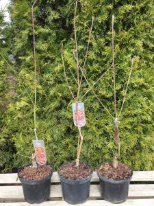 Dereń kwiecisty Rubra (Cornus florida rubra) c2 zdjęcie sadzonki