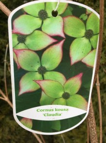 Dereń kousa odm. chińska (Cornus kousa var. chinensis) Claudia zdjęcie 2