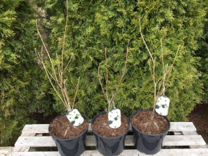 Dereń kousa (Cornus kousa) Nicole c5  zdjęcie sadzonki
