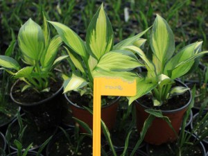 Funkia (Hosta) Whirlwind Tour zdjęcie 2