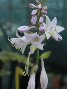 Funkia (Hosta) Midwest Magic zdjęcie 3