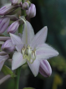Funkia (Hosta) Midwest Magic zdjęcie 4