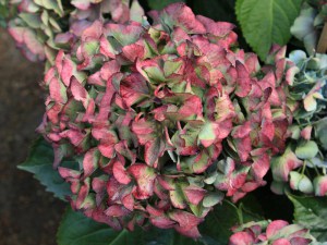 Hortensja  Early Blue, Hortensja niebieska c3 zdjęcie 8