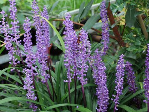 Liriope szafirkowe (Liriope muskari) Royal Purple zdjęcie 2