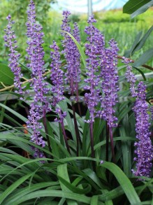 Liriope szafirkowe (Liriope muskari) Royal Purple zdjęcie 3