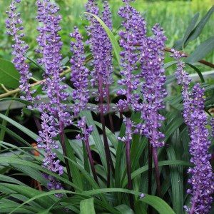 Liriope szafirkowe (Liriope muskari) Royal Purple zdjęcie 1