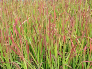 Trawa czerwona (Imperata) Red Baron zdjęcie 7