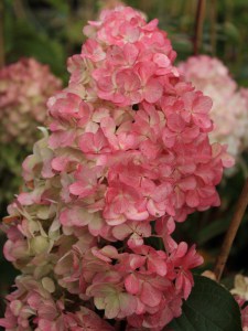 Hortensja Vanille Fraise syn. Renhy c3 zdjęcie 7