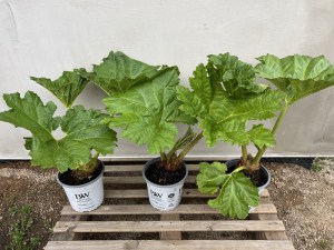 Gunera olbrzymia, parzeplin (Gunnera manicata) c4