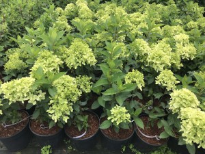 Hortensja bukietowa (Hydrangea) Skyfall c3 zdjęcie sadzonki