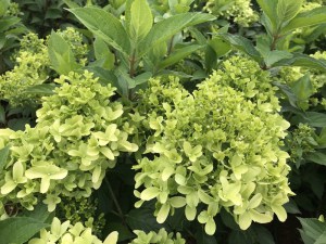 Hortensja bukietowa (Hydrangea) Skyfall c3 zdjęcie 7