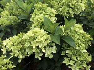 Hortensja bukietowa (Hydrangea) Skyfall c3 zdjęcie 8