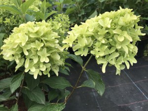 Hortensja bukietowa (Hydrangea) Skyfall c3 zdjęcie 9