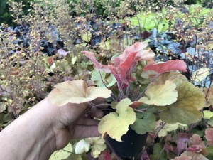 Żurawka (Heuchera) Northern Exposure Amber zdjęcie sadzonki