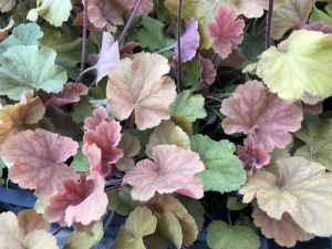 Żurawka (Heuchera) Northern Exposure Amber zdjęcie 2