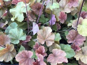 Żurawka (Heuchera) Northern Exposure Amber zdjęcie 3
