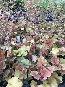 Żurawka (Heuchera) Northern Exposure Amber zdjęcie 4