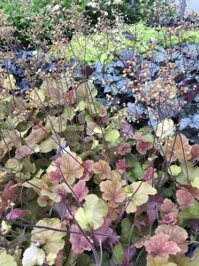 Żurawka (Heuchera) Northern Exposure Amber zdjęcie 5