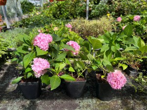 Hortensja ogrodowa (Hydrangea macrophylla) Endless Summer zdjęcie 1