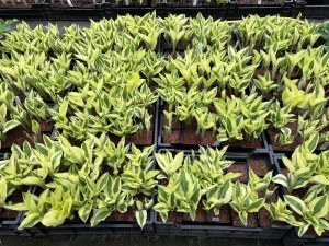 Funkia (Hosta) Yellow Polka Dot Bikini zdjęcie 6