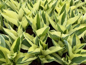 Funkia (Hosta) Yellow Polka Dot Bikini zdjęcie 5