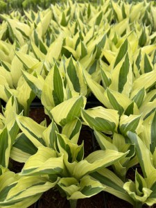 Funkia (Hosta) Yellow Polka Dot Bikini zdjęcie 4