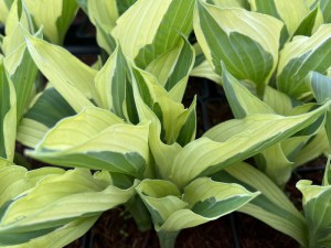 Funkia (Hosta) Yellow Polka Dot Bikini zdjęcie 3