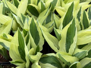 Funkia (Hosta) Yellow Polka Dot Bikini zdjęcie 2