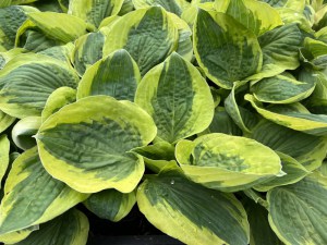 Funkia (Hosta) Christmas Pageant zdjęcie 4