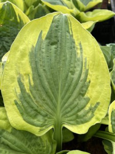 Funkia (Hosta) Christmas Pageant zdjęcie 2