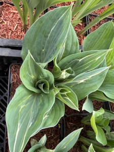 Funkia (Hosta) Kiwi Full Monty zdjęcie 3