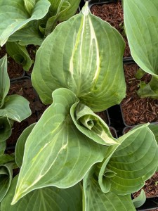 Funkia (Hosta) Kiwi Full Monty zdjęcie 2