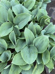 Funkia (Hosta) Blue Mammoth zdjęcie 3